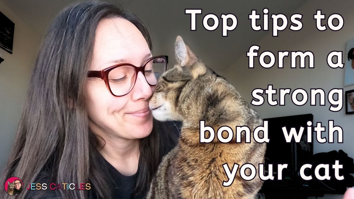 how to form a strong bond with your cat jess caticles