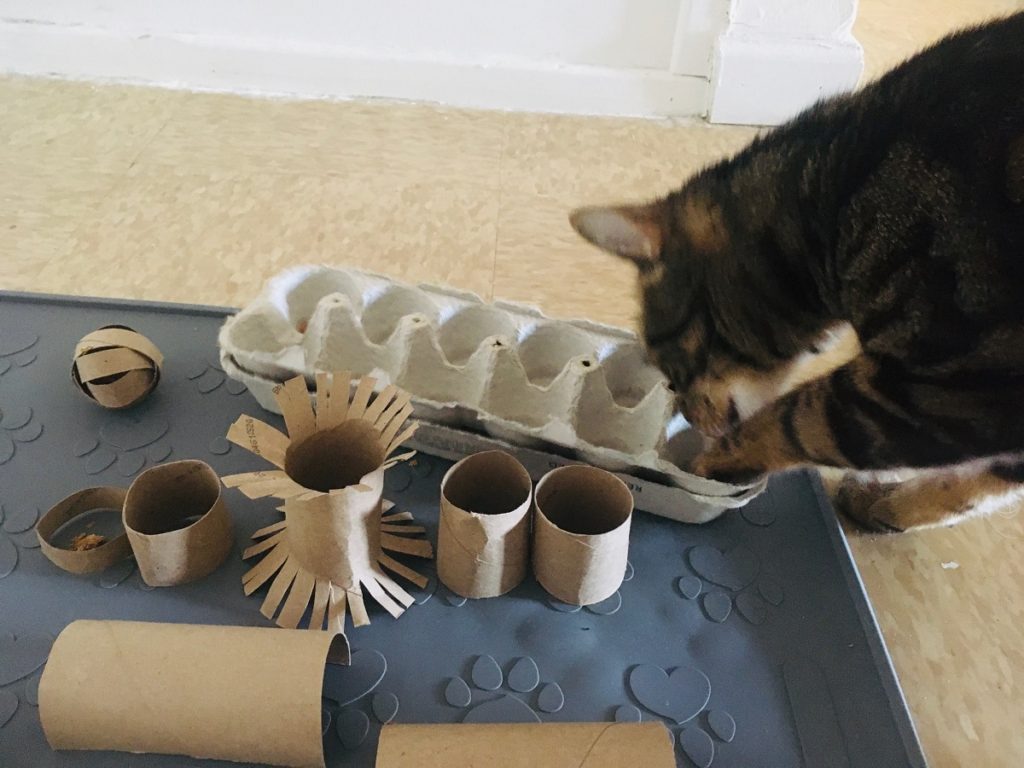 diy cat puzzle feeder