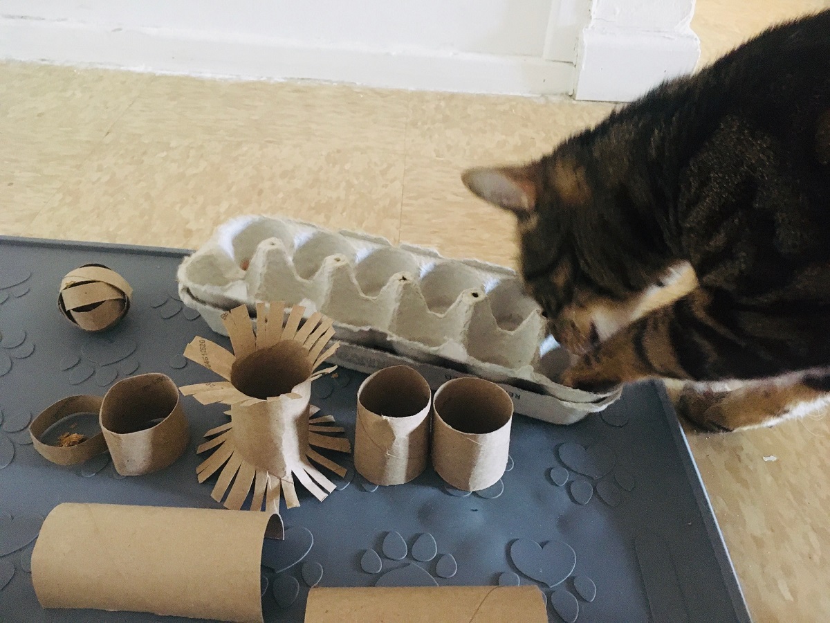 how to keep a single cat happy food puzzle toy