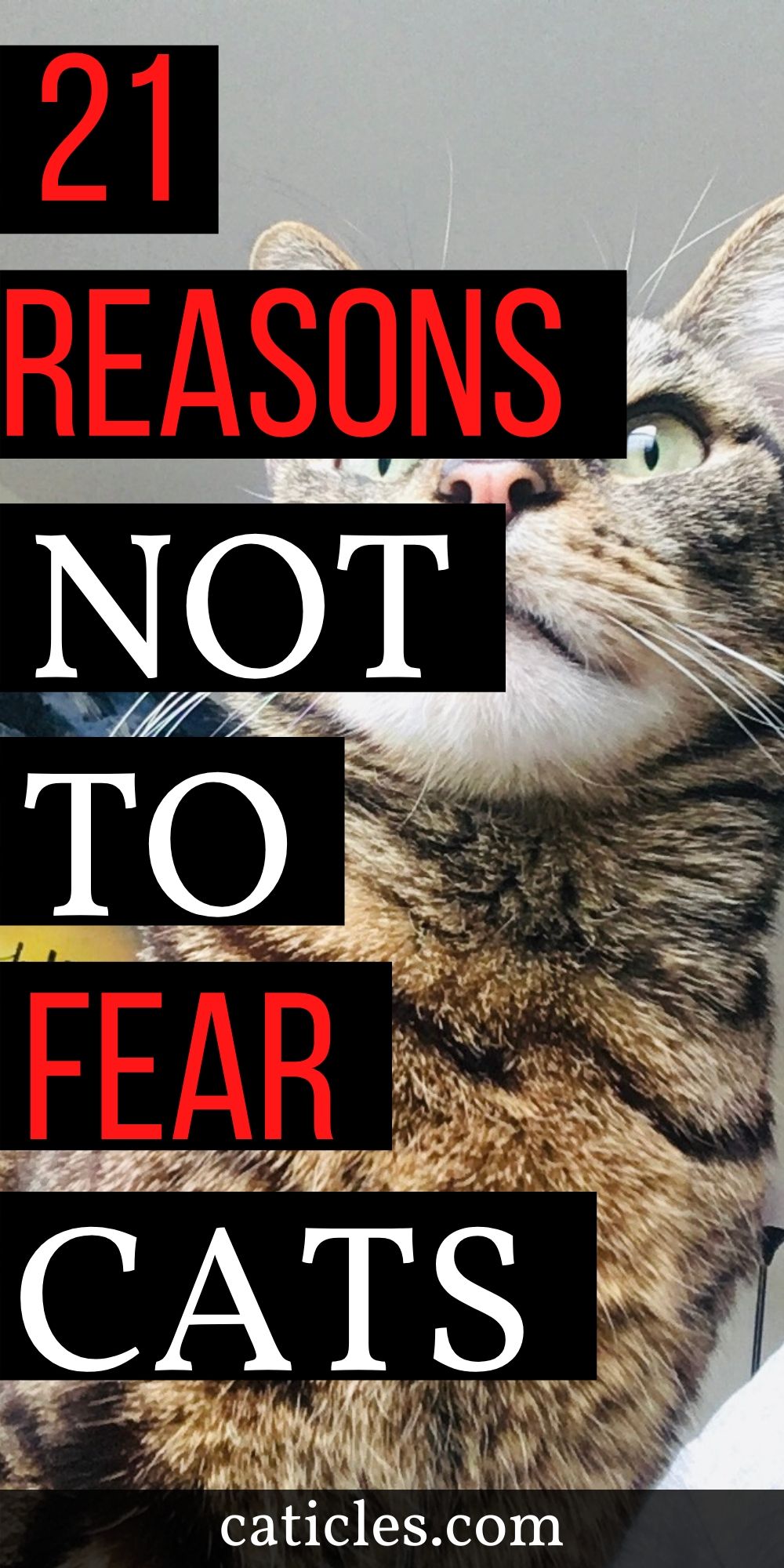 afraid-of-cats-21-simple-ways-to-fix-your-fear-of-cats-caticles