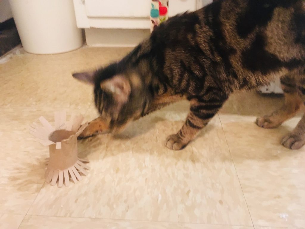 frayed toilet paper roll cat toy