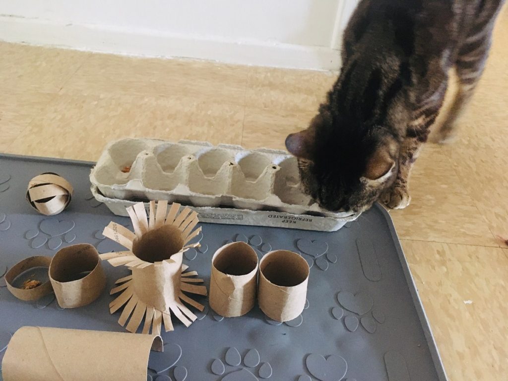 Homemade Puzzles - Food Puzzles for Cats