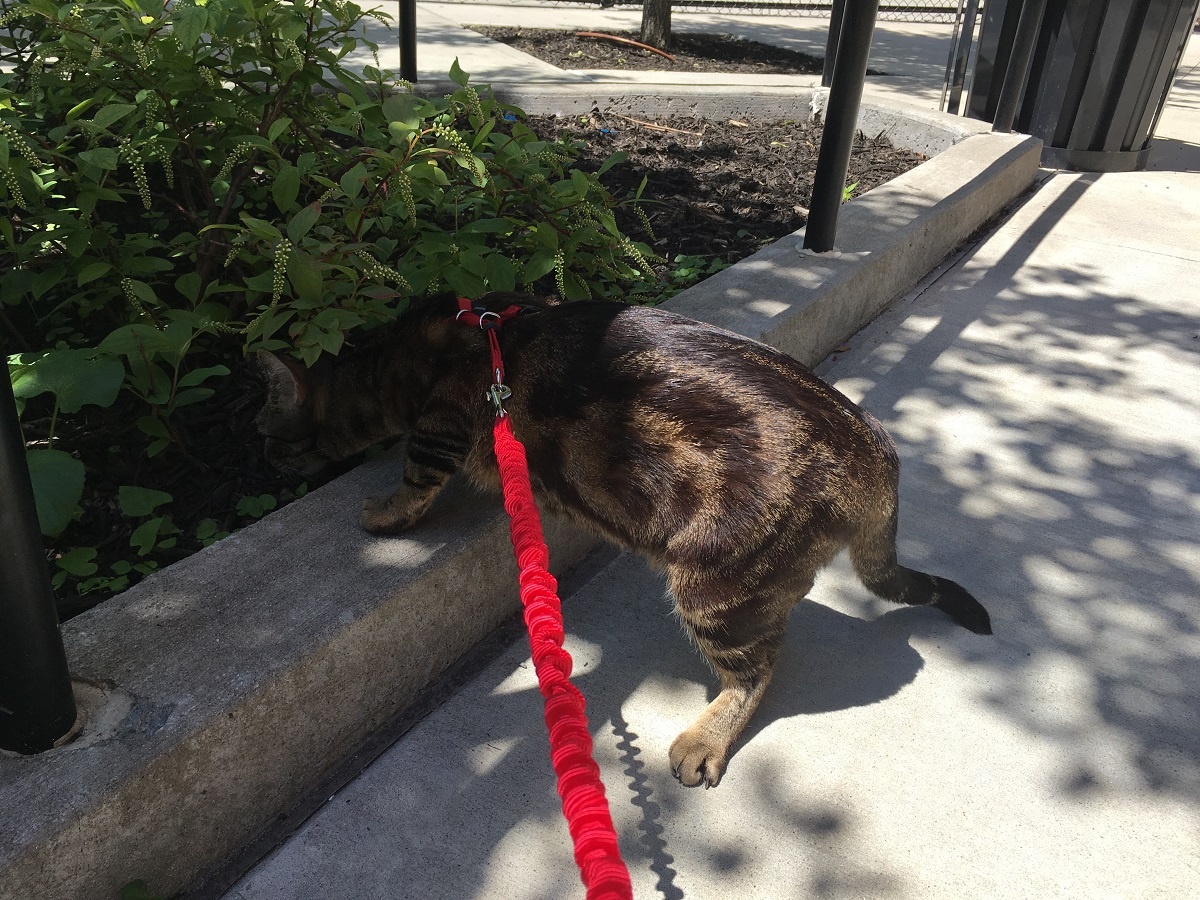 training cats on harness and leash