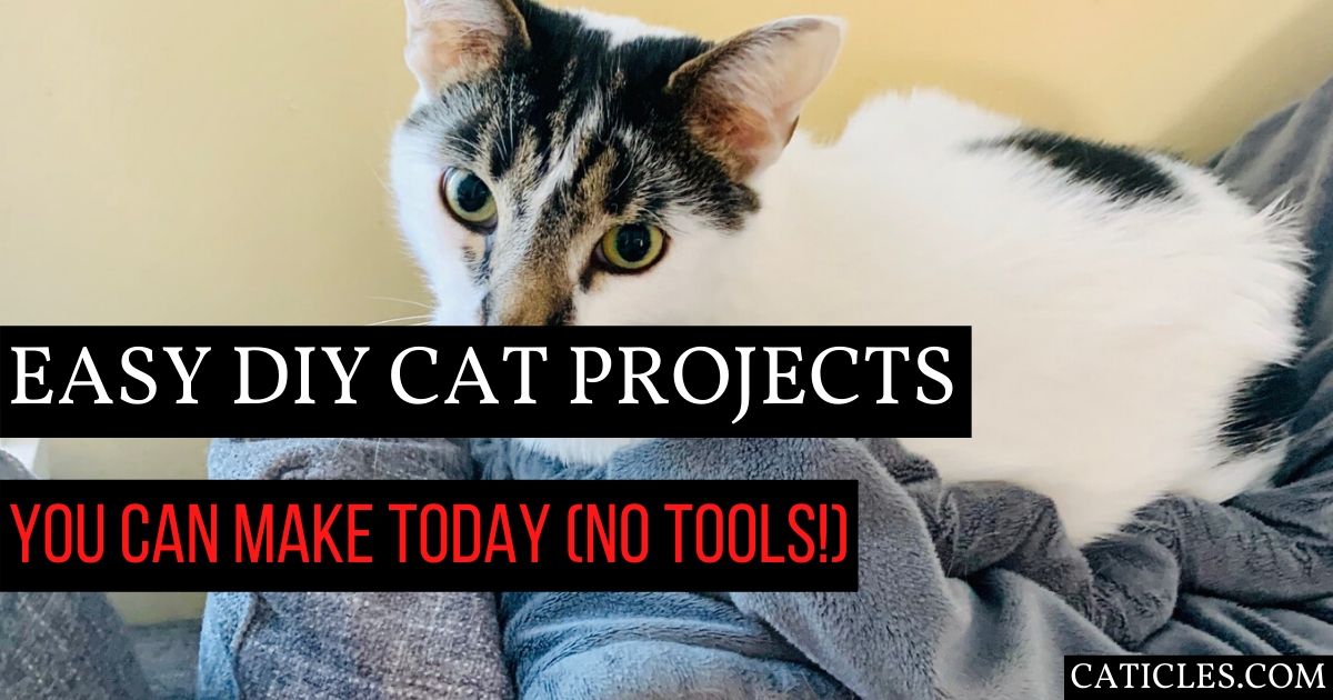 Easy DIY Cat Projects | Cat Toys, Window Perch, Catios, and More - Jess