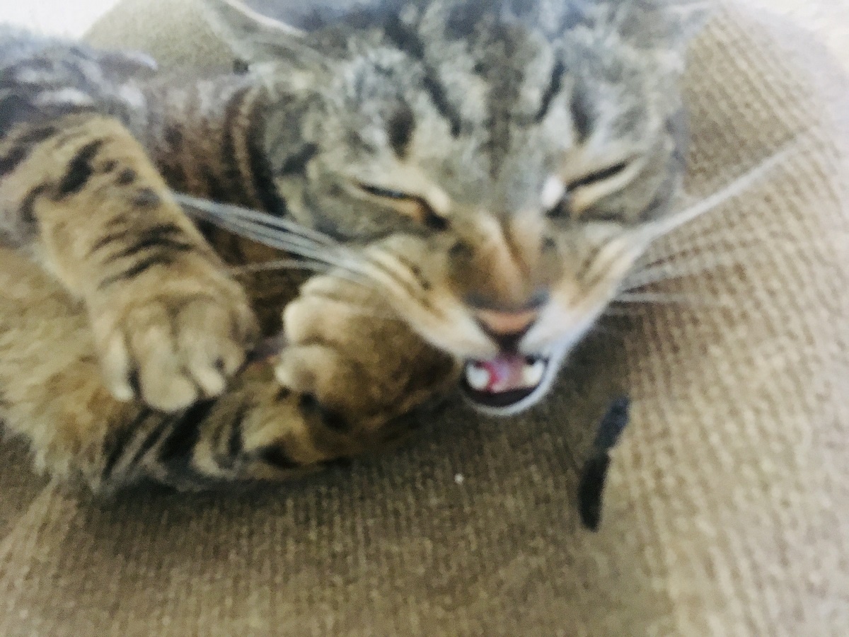 cat chewing silvervine stick