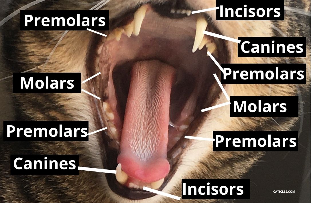 cat dental chart premolars molars canines incisors