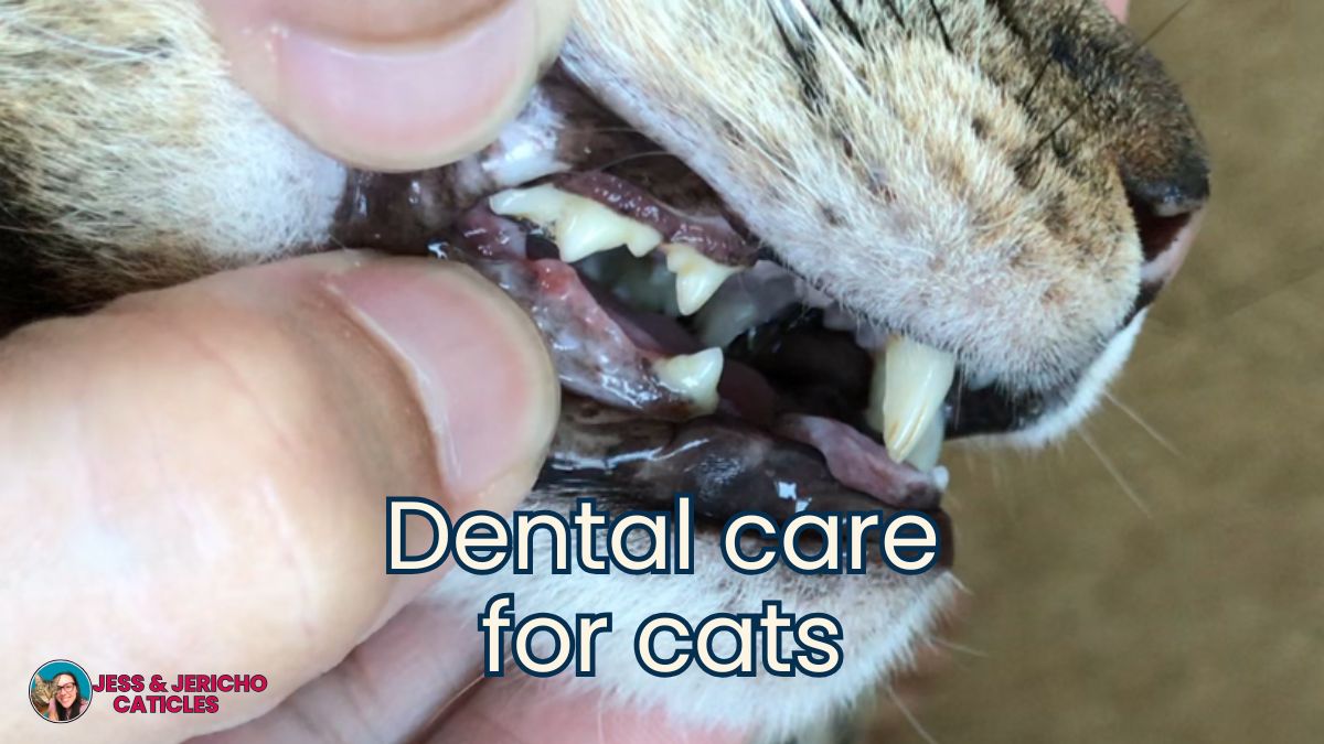 dental care for cats jess and jericho caticles.com
