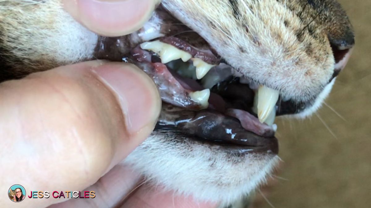 how i care for my cat's teeth dental cleaning natural products jess caticles