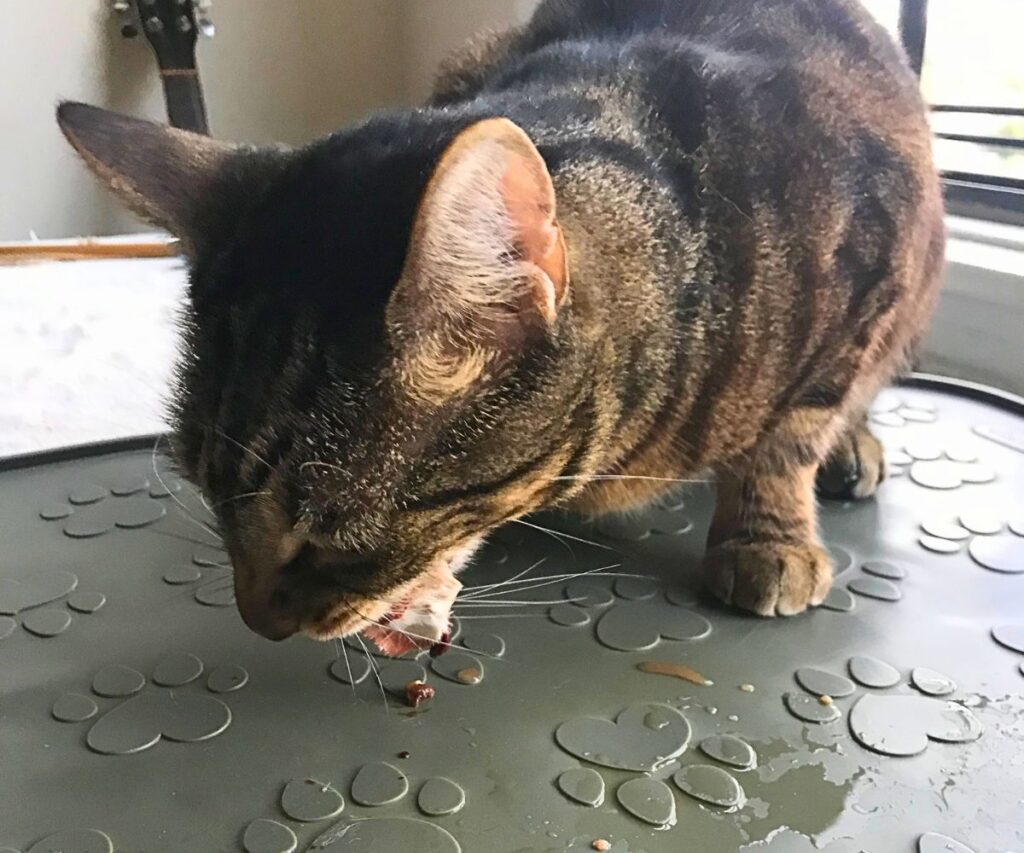 jericho chewing on whole prey mouse jess caticles