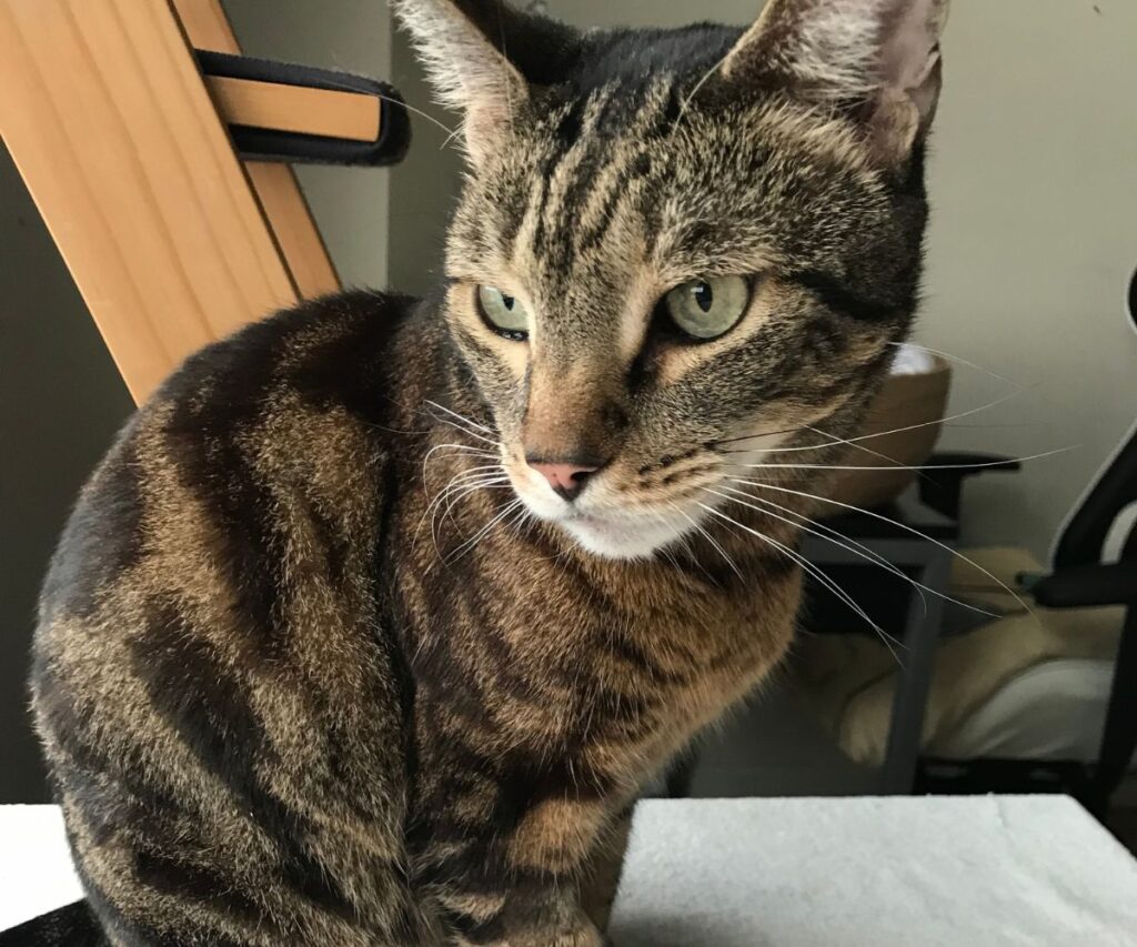 jericho sitting by the window jess caticles