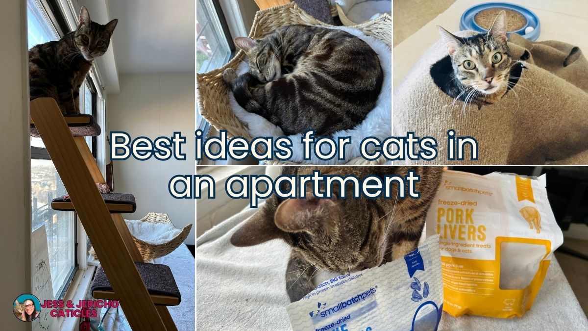 Best ideas for cats in an apartment jess and jericho caticles