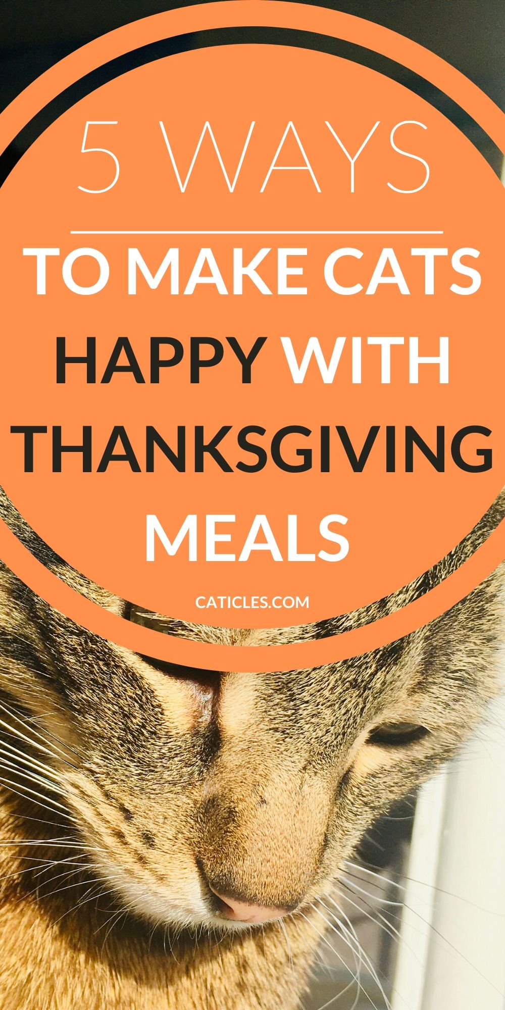 pin image 5 ways to make cats happy with thanksgiving meals