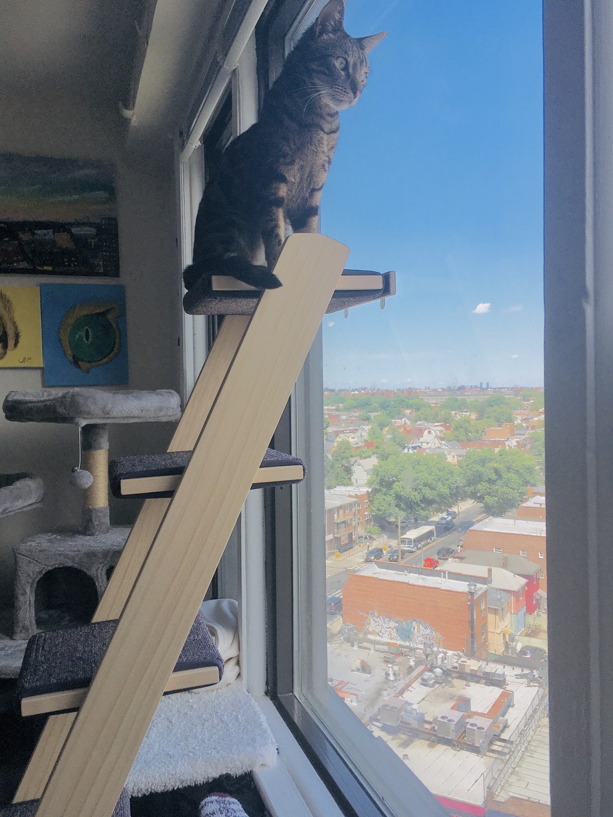 cat perching on cat ladder next to window