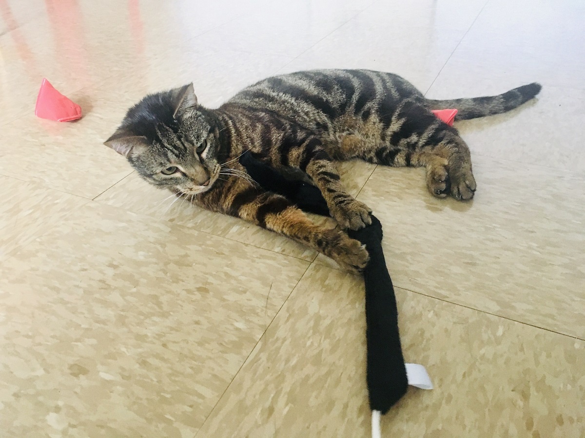 cat playing purring saw wand
