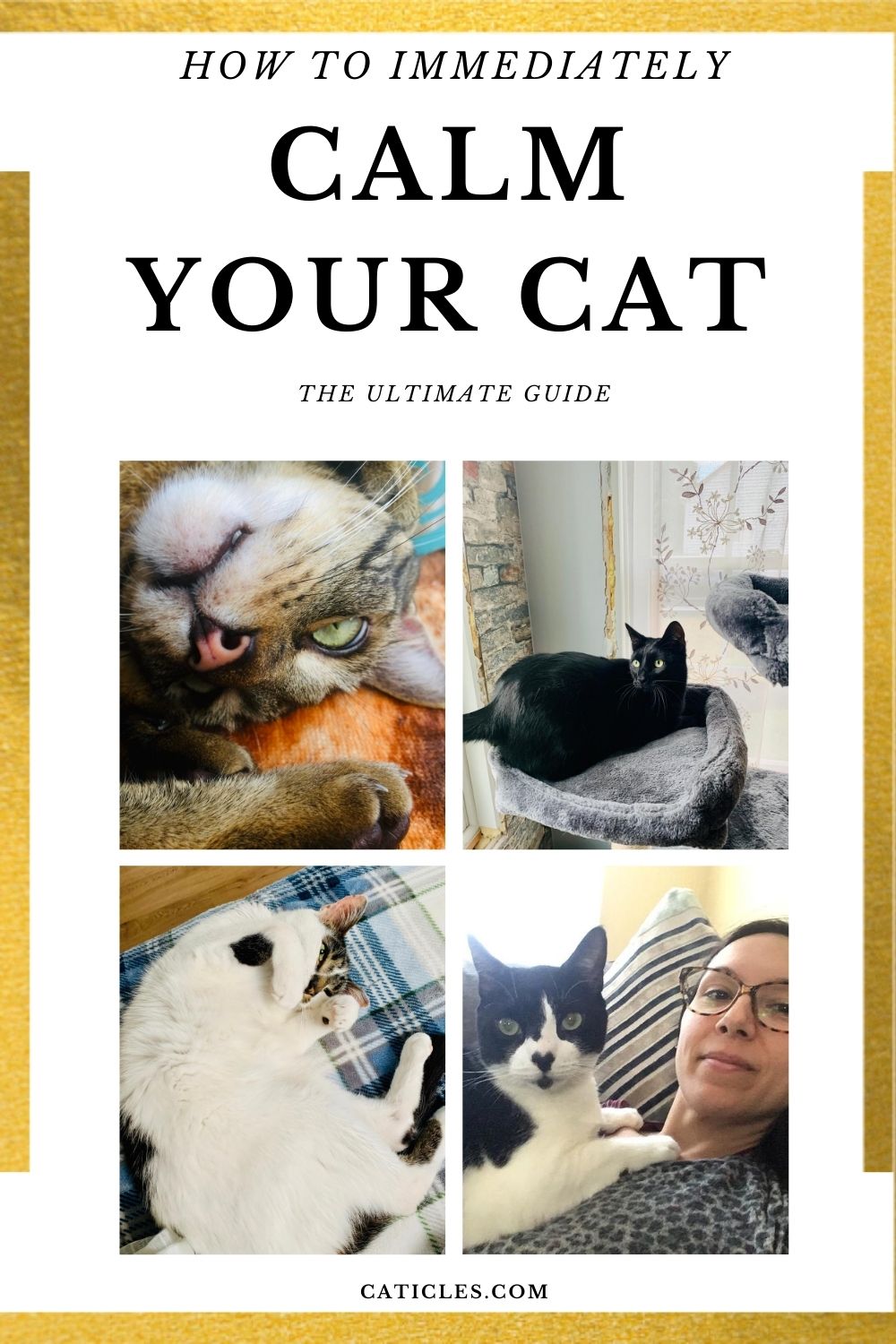 pin image how to immediately calm your cat ultimate guide