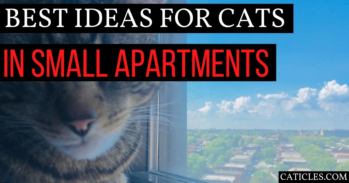 best ideas for cats in small apartments