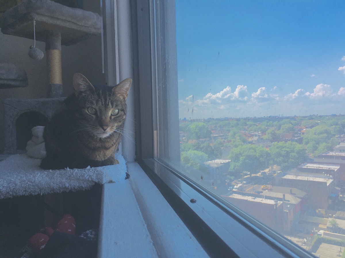 cat resting on window perch