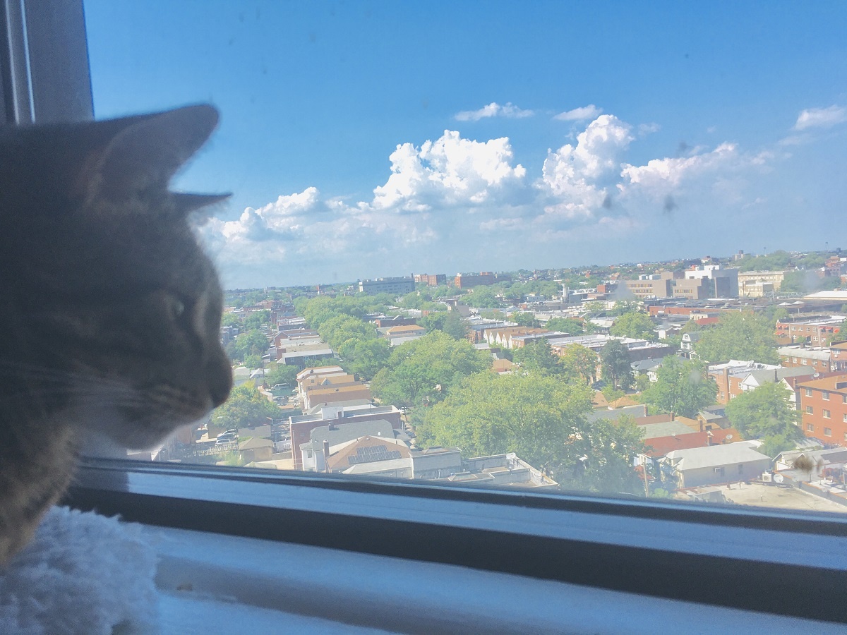 cat looking outside from window perch