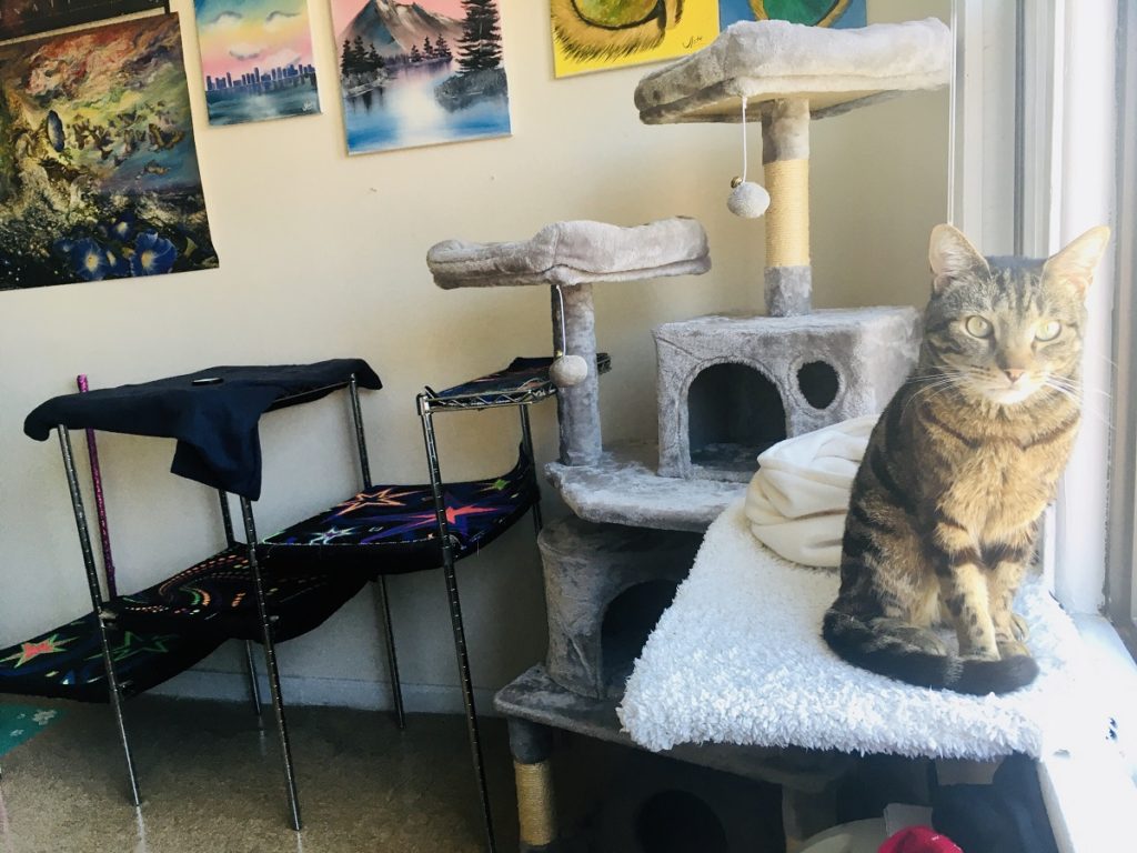 ideas for cats in small apartments