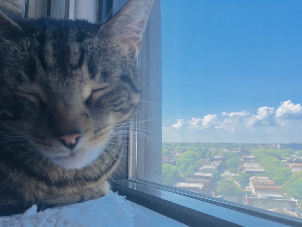 19 Ideas for Cats in Small Apartments Jess Caticles