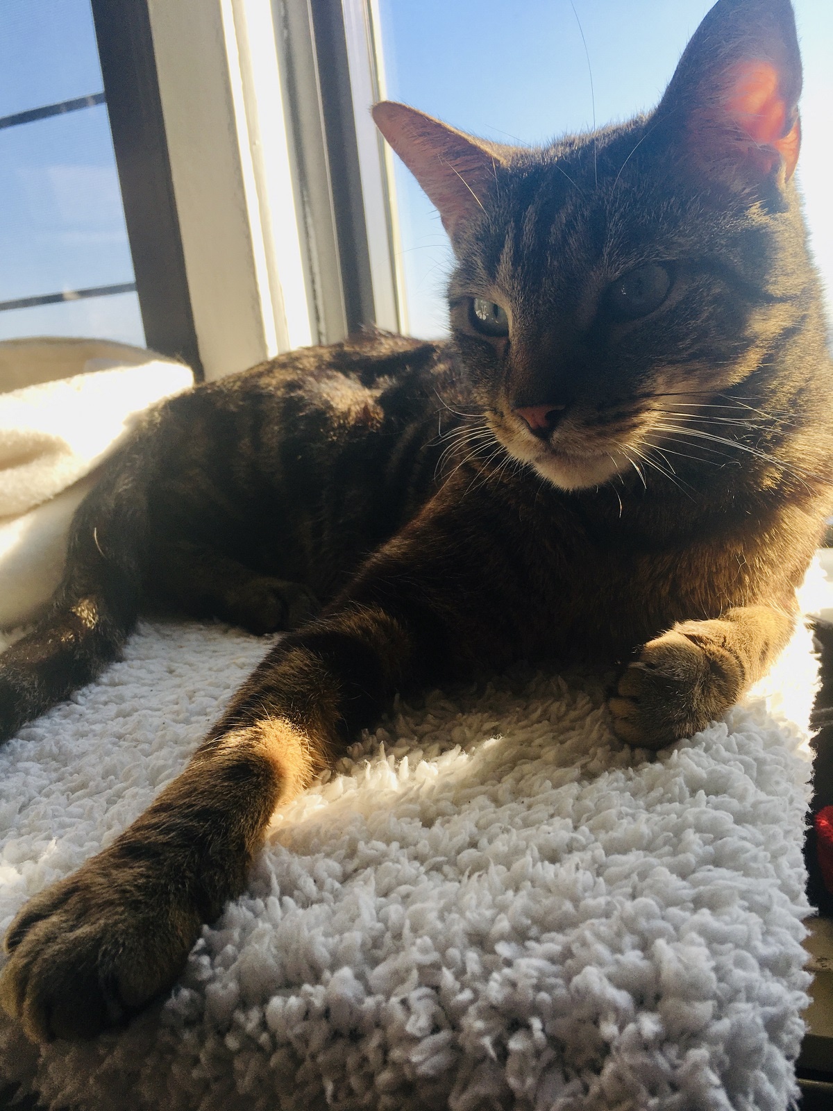 cat sunbathing on window perch