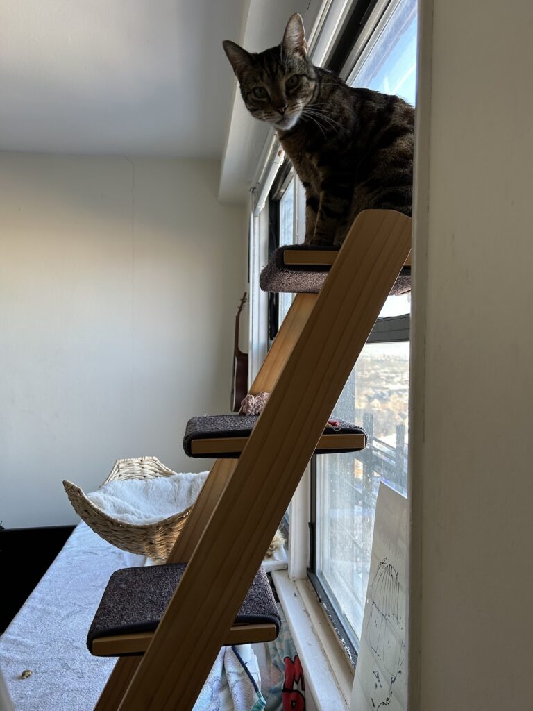 jericho on cat ladder caticles.com