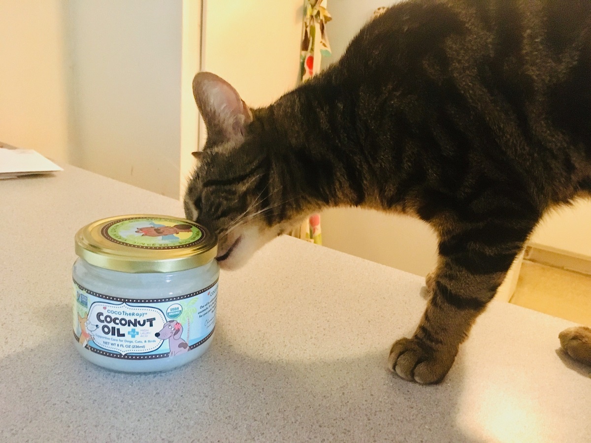 coconut oil supplement for older cats