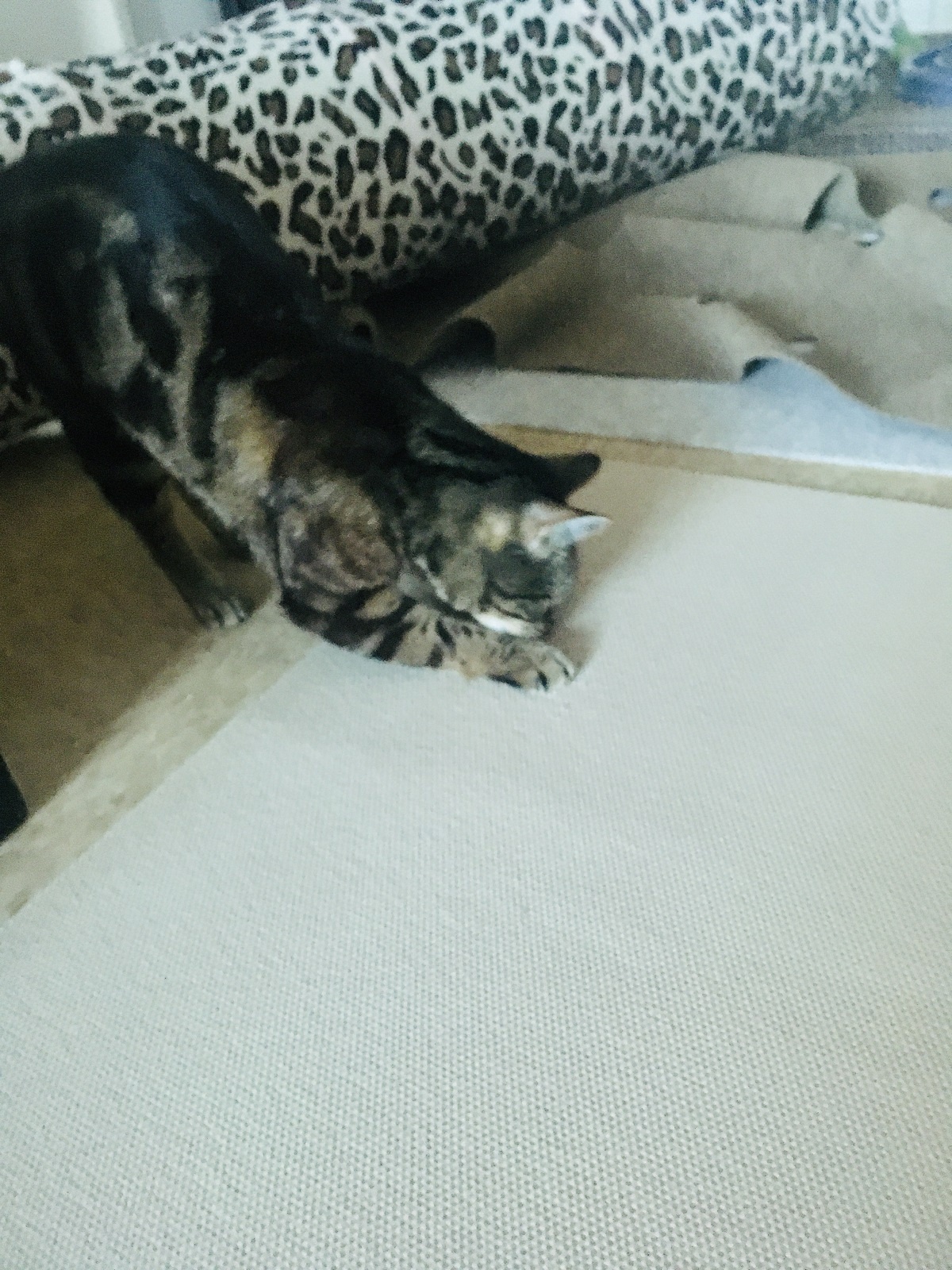 cat scratching on carpet