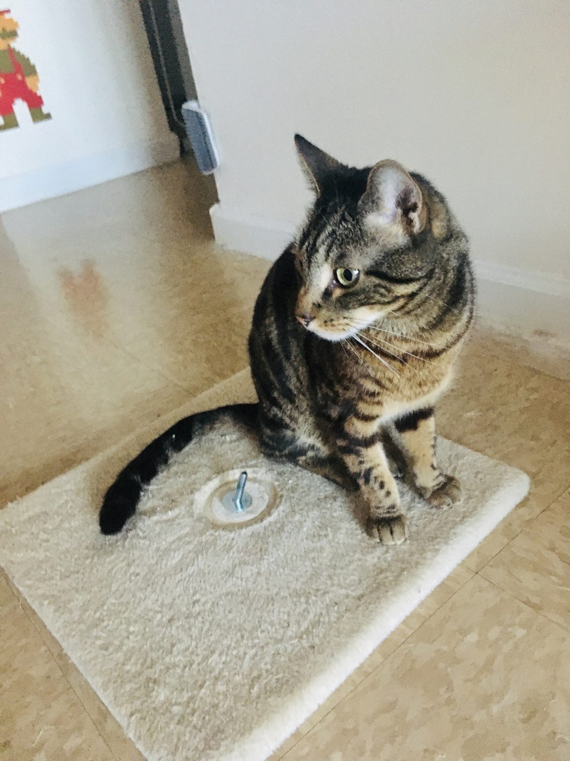 Upcycled DIY Cat Scratching Post with Carpet [Easy Tutorial]