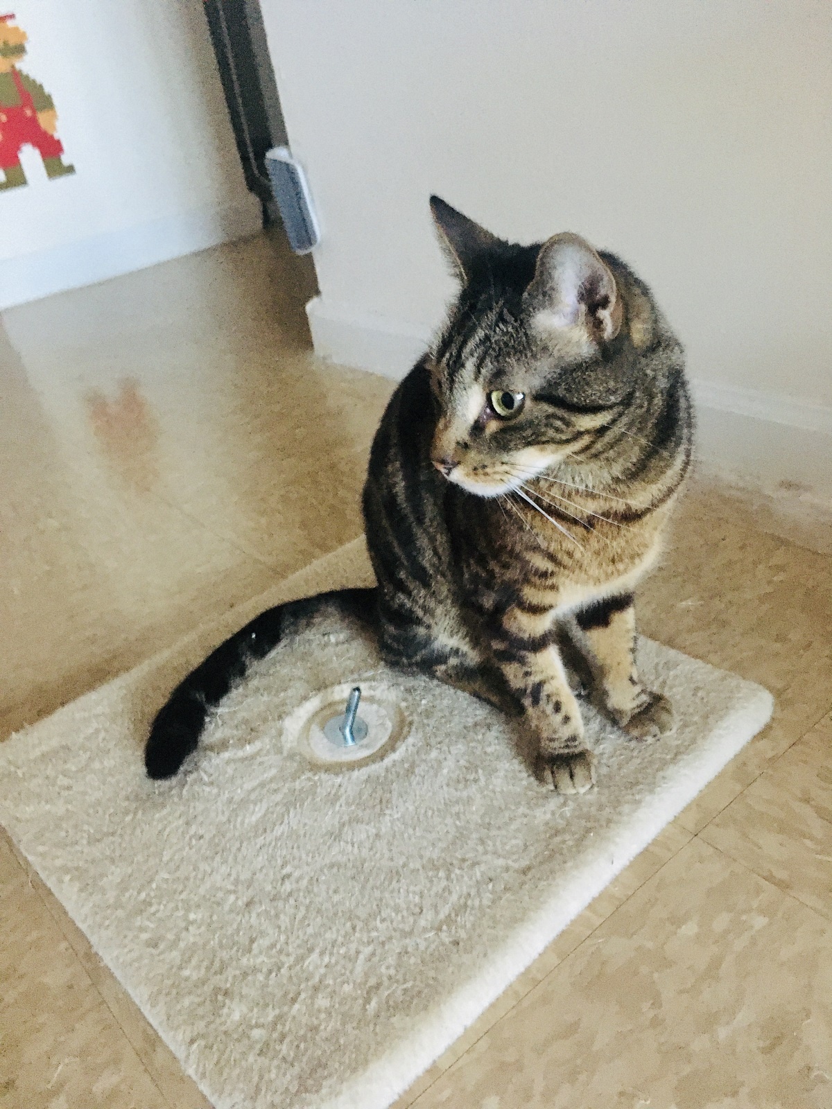 cat scratching post base with screws
