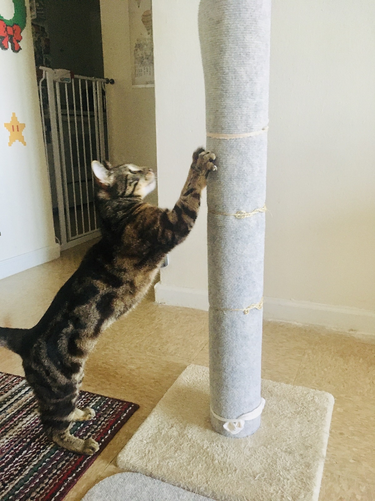 upcycled scratching post with carpet