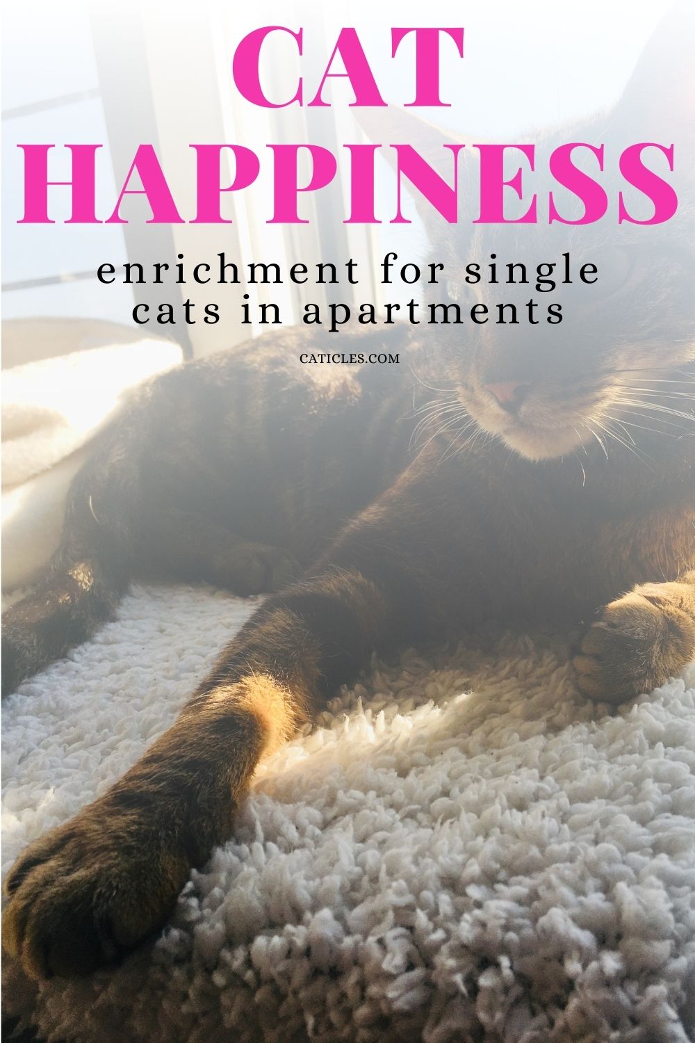 cat happiness enrichment for single cats pin image