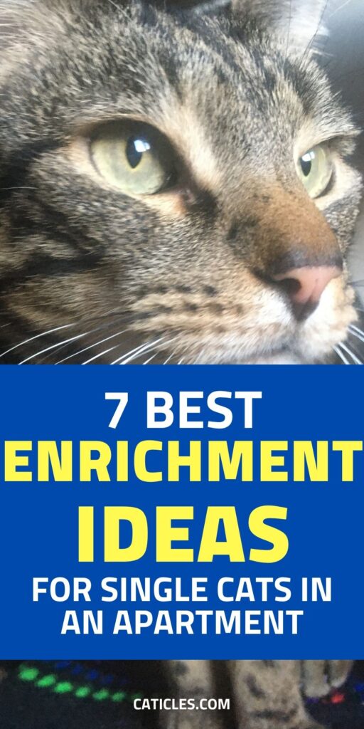enrichment activities for single cats in an apartment caticles.com