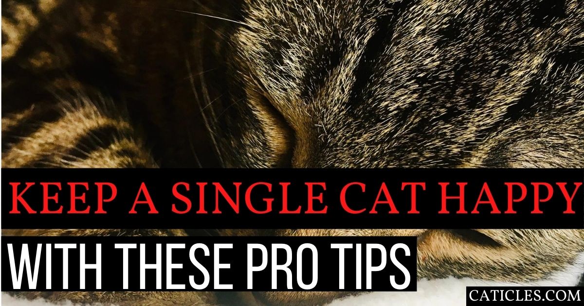 how to keep a single cat happy