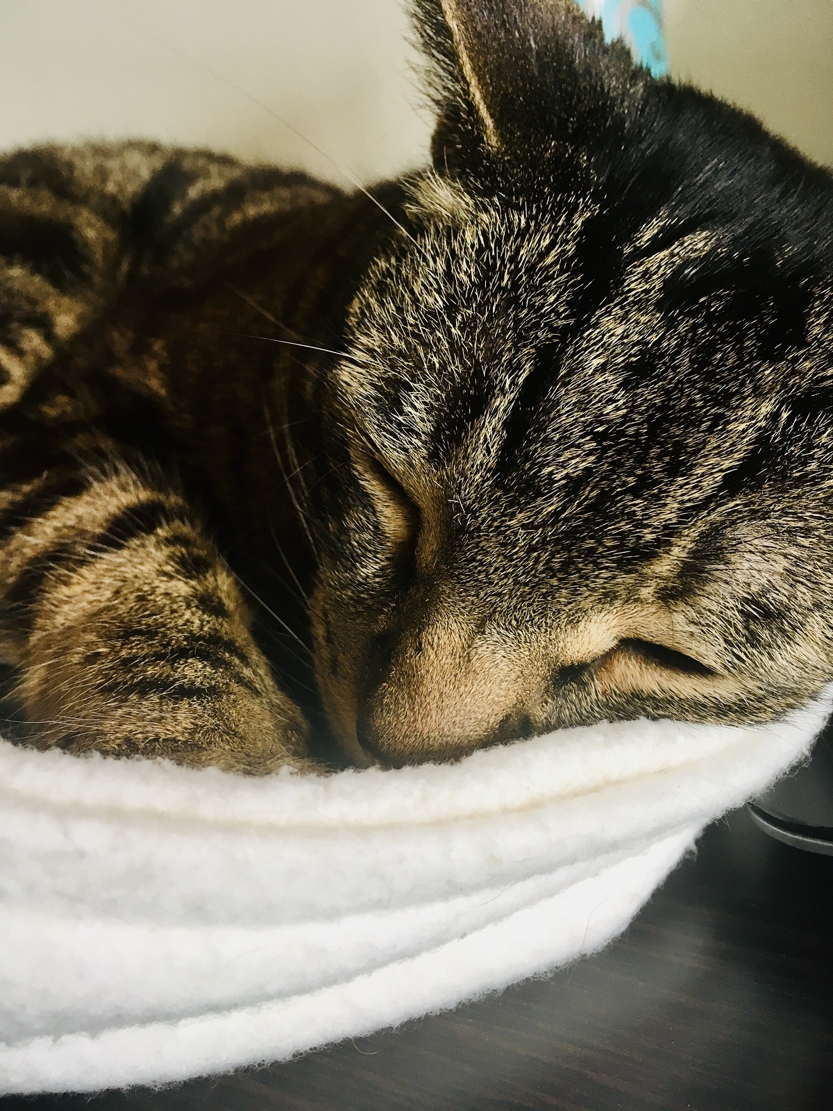 cat sleeping in organic cotton bed