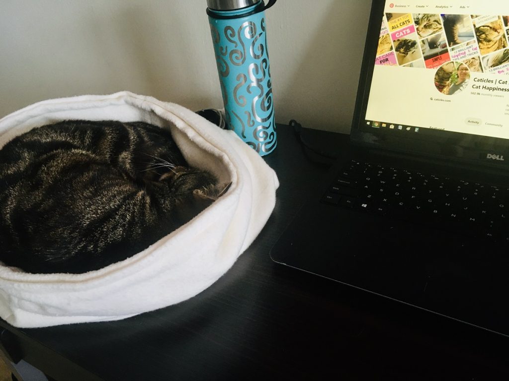 Exactly how to keep a single cat happy in an apartment