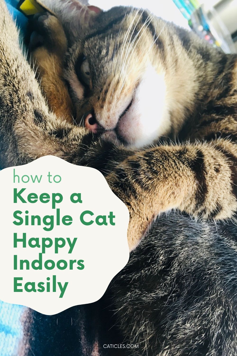 Single Cat Household Tips to Make Your Cat Less Lonely