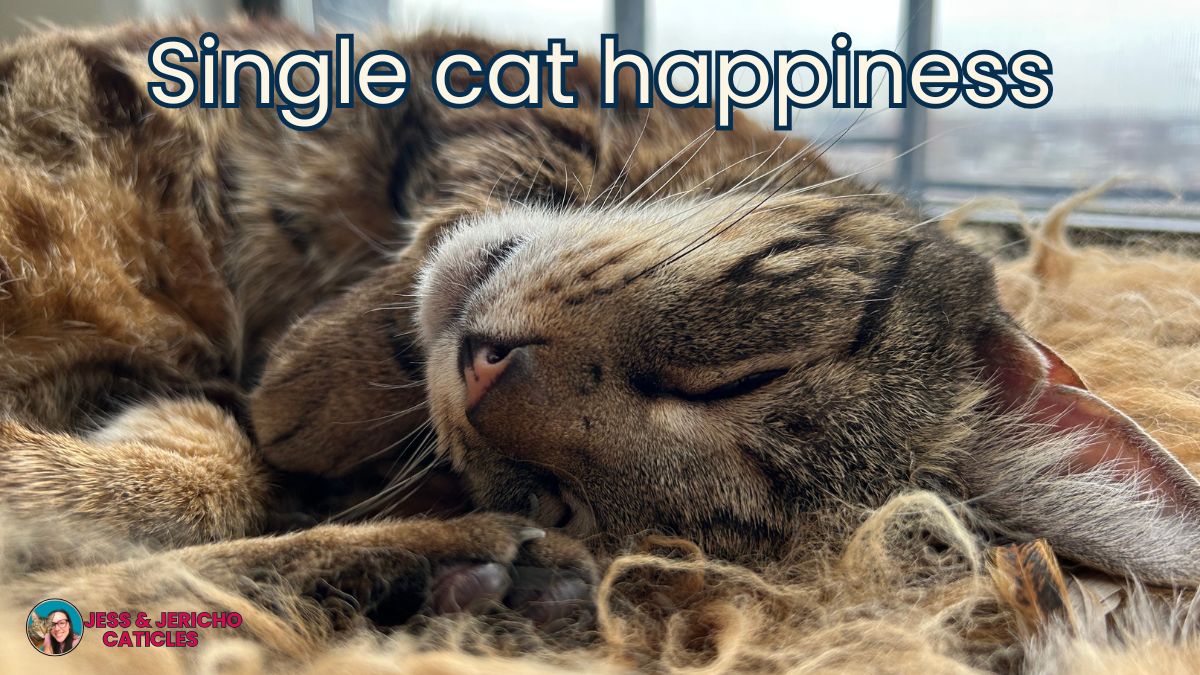 Exactly how to keep a single cat happy in an apartment