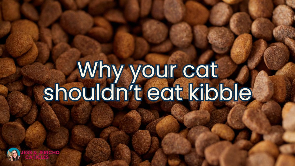 is kibble bad for cats jess and jericho caticles.com