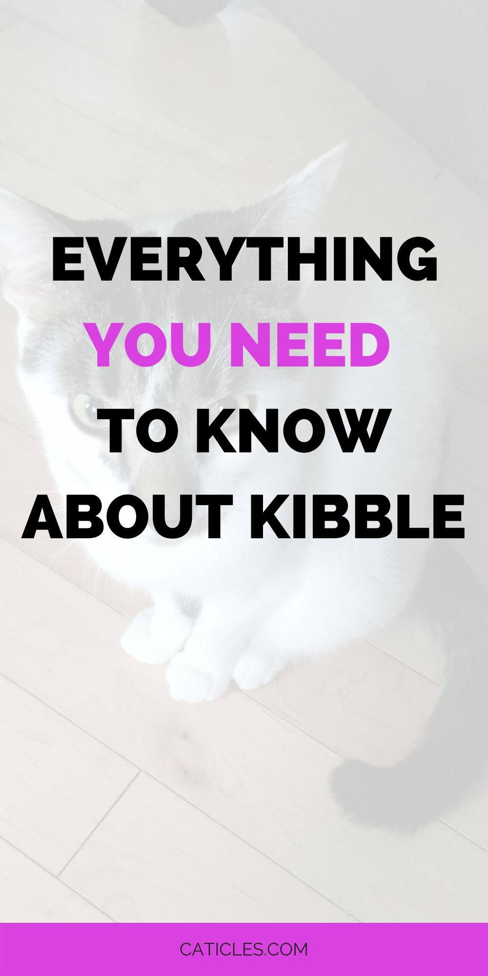 pin image everything you need to know about kibble