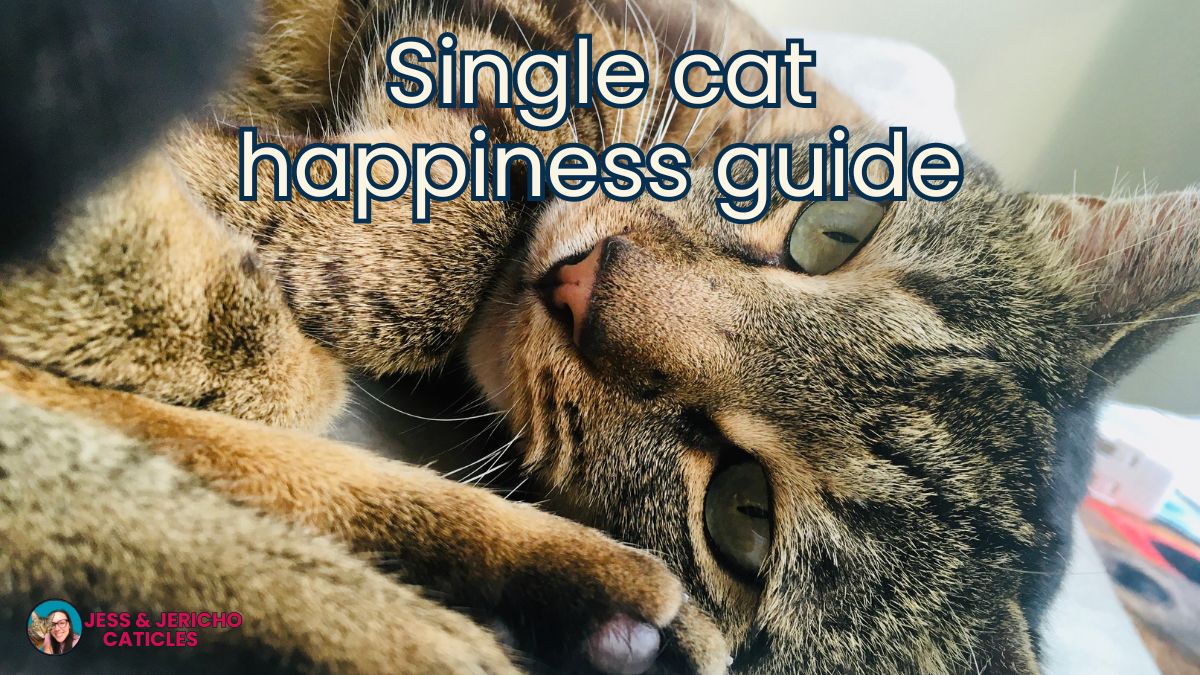 Single cat household tips to make your cat less lonely