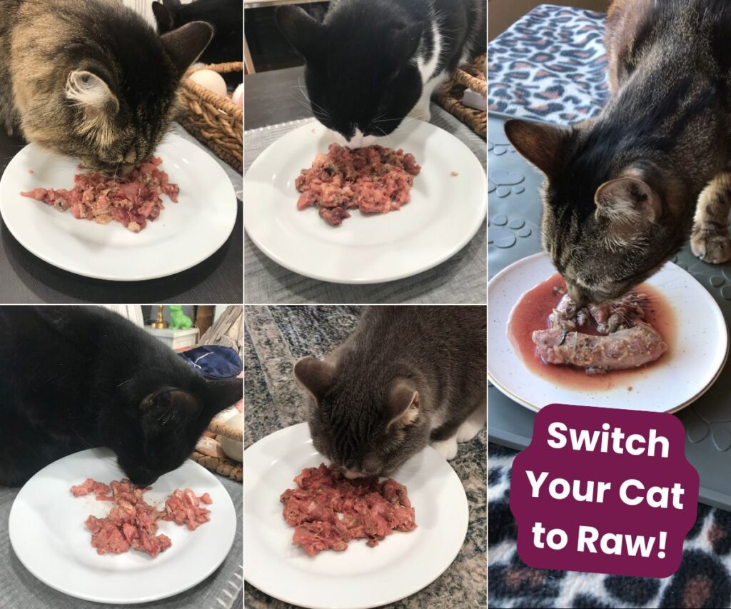 switch cat to homemade raw diet recipes jess caticles