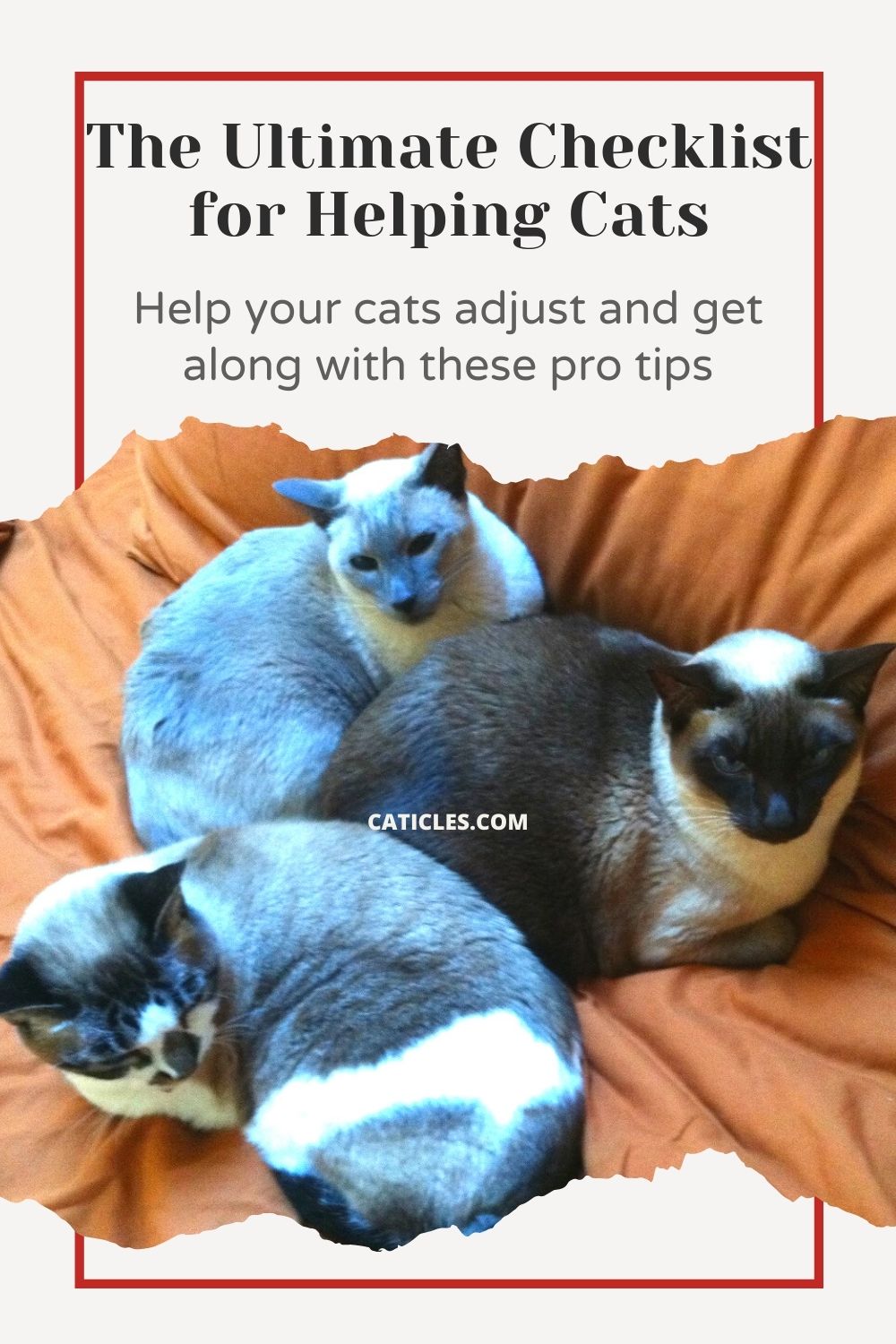 how to help cats adjust and get along pin image