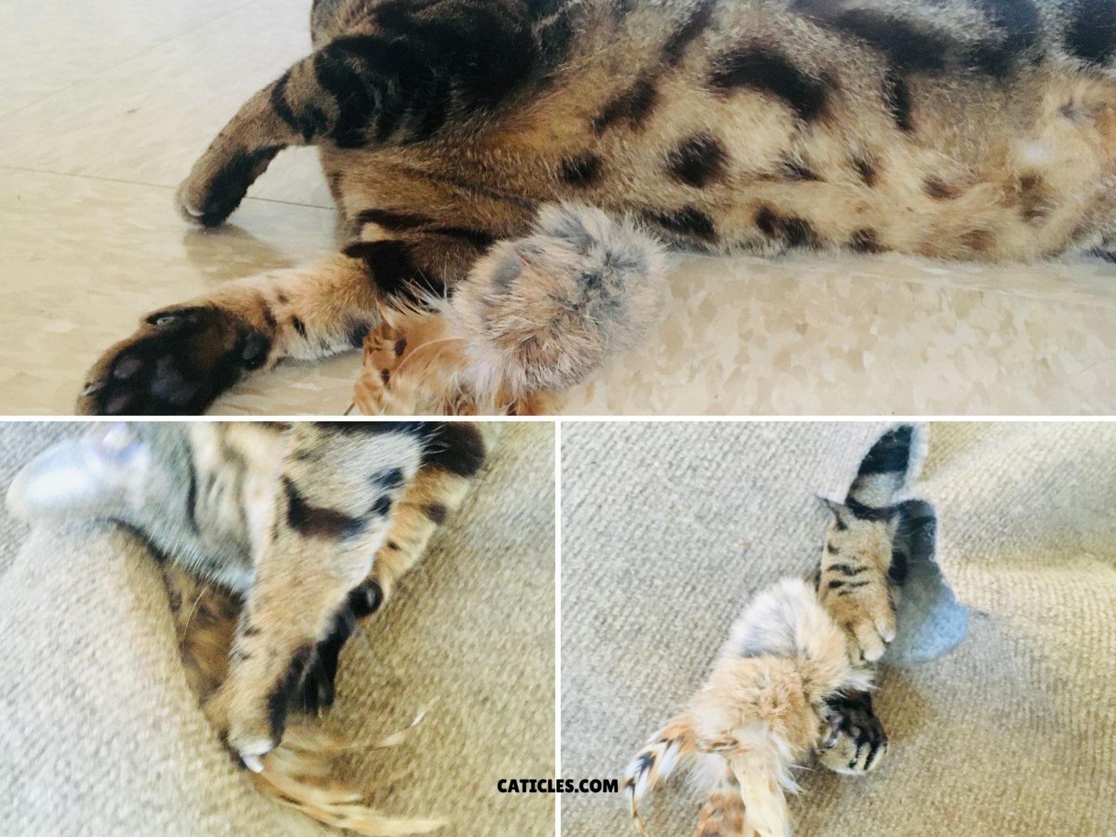 8 Safe Cat Toys and How to Play Jess Caticles