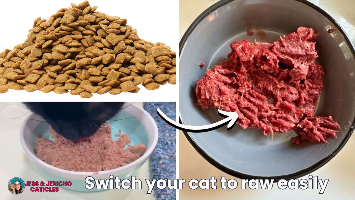 How to switch your cat to raw (even if your cat is picky) jess caticles