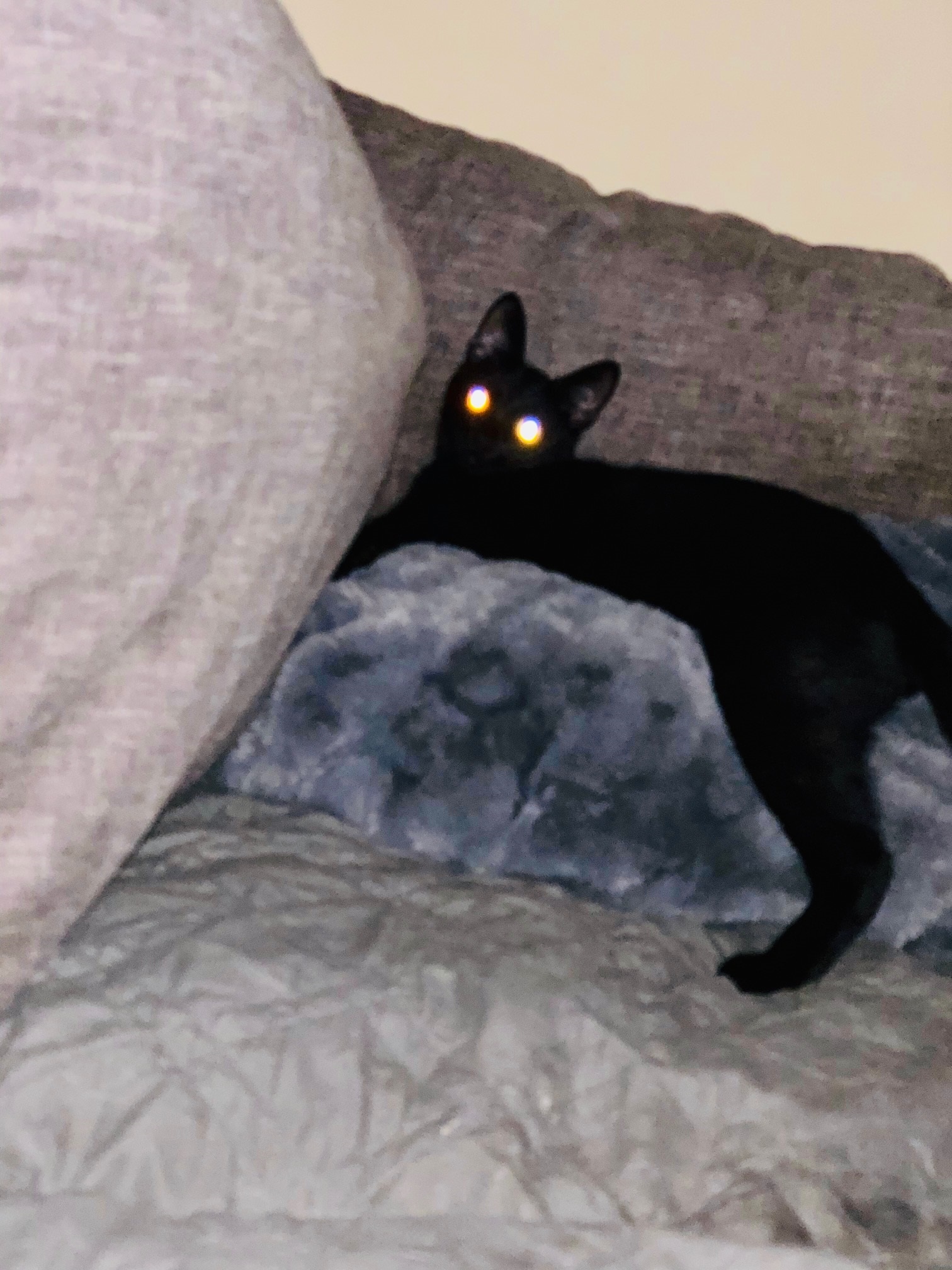 black cat with spooky eyes on couch
