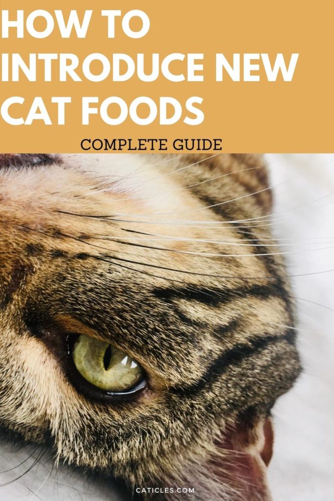 How to Transition Cat Food Gradually the Right Way - Jess Caticles