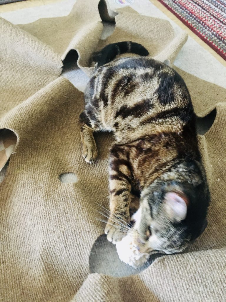 cat playing on ripple rug
