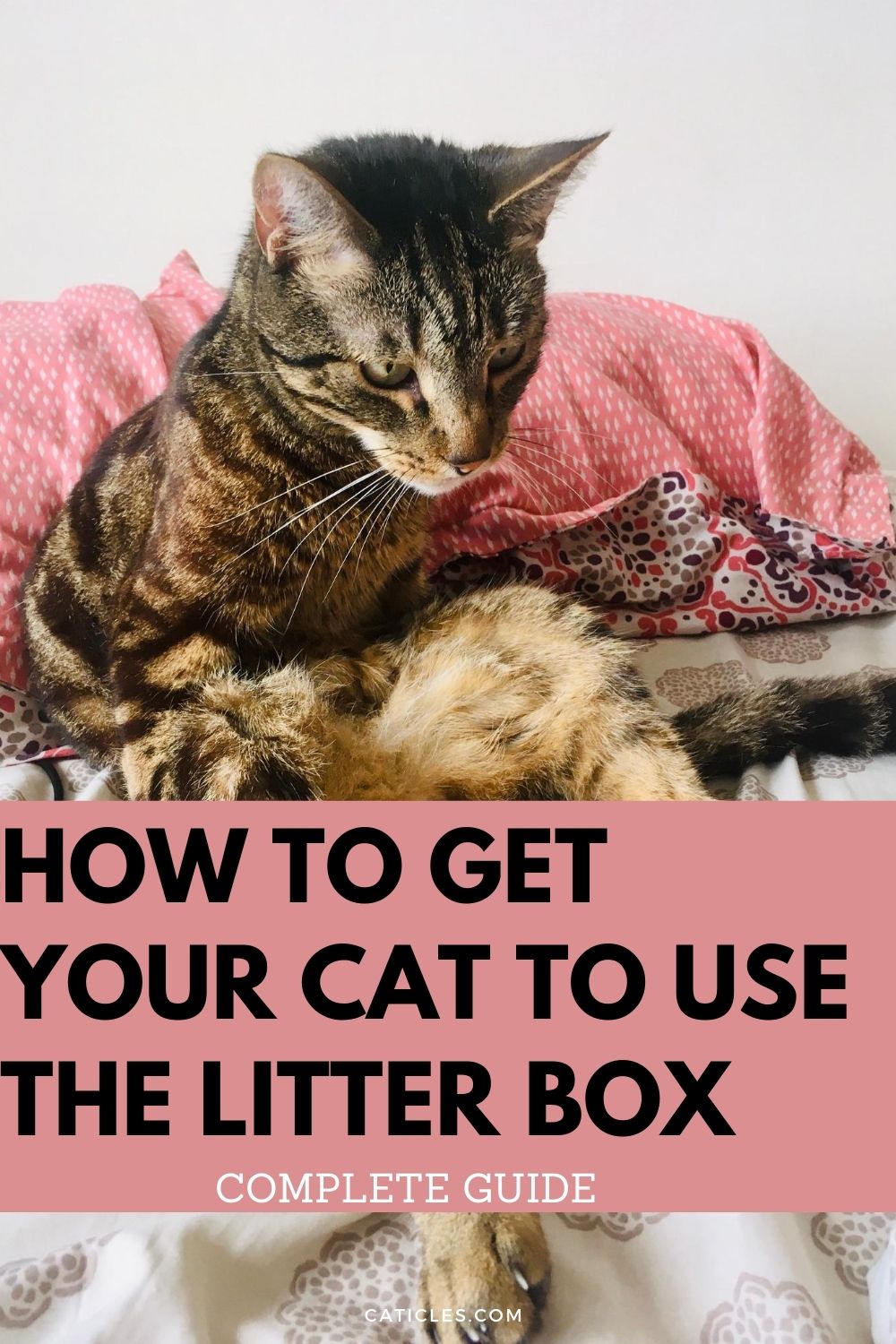 how to get your cat to use the litter box pin image