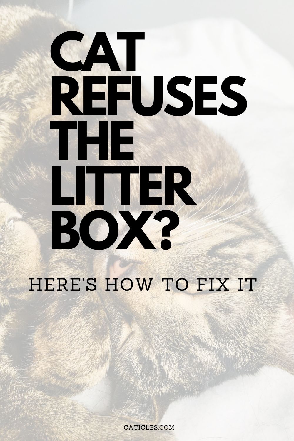 cat refuses the litter box how to fix it pin image